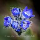 Blüten blau, lila, violett