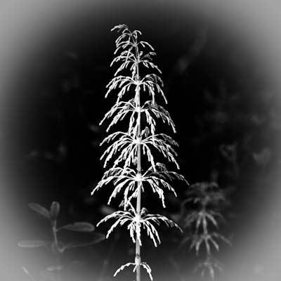 Schachtelhalm, Wald-