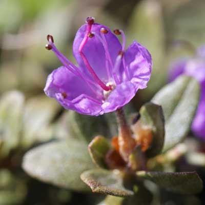 Lappland-Alpenrose