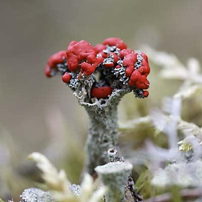 Scharlachflechte