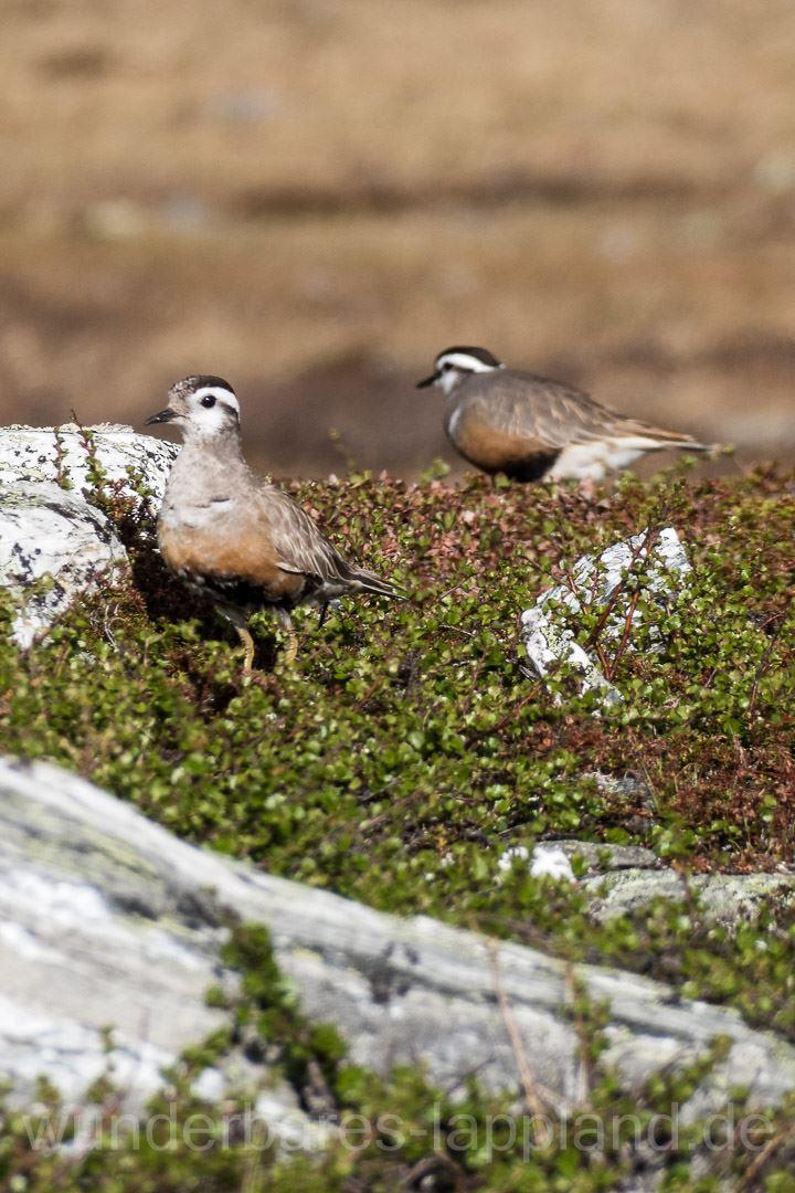Mornellregenpfeifer, Mornell (Charadrius morinellus) auf dem Vallevare