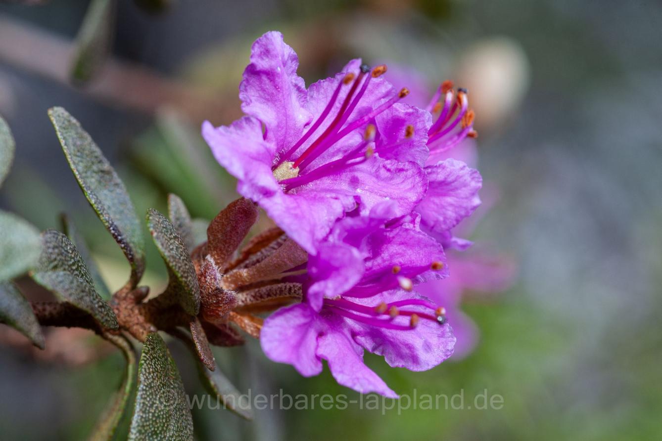 Lappland-Alpenrose (Rhododendron lapponicum L.)